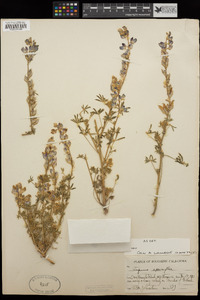 Lupinus sparsiflorus image