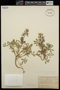 Lupinus succulentus image