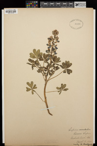 Lupinus succulentus image