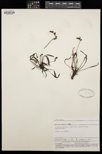 Drosera capensis image