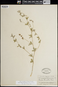 Pediomelum tenuiflorum image