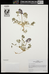 Lupinus flavoculatus image