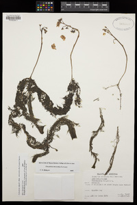 Utricularia macrorhiza image