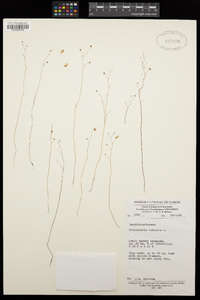 Utricularia subulata image