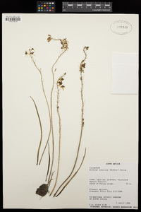 Image of Bulbine cepacea