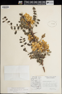 Robinia neomexicana image