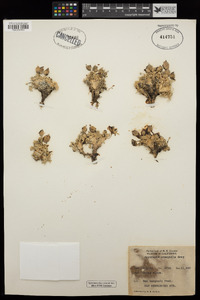 Oxytropis oreophila image