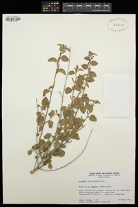 Acalypha californica image