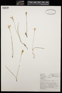 Caladenia carnea image