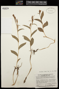 Cephalanthera damasonium image