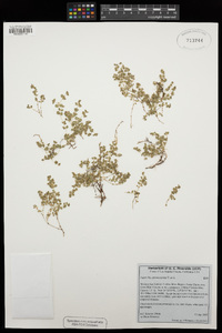 Euphorbia albomarginata image