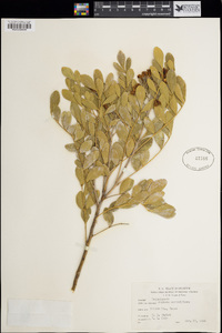Calia secundiflora image