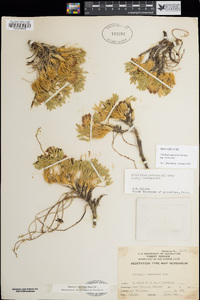 Trifolium andersonii subsp. andersonii image