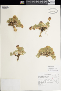 Trifolium andersonii subsp. andersonii image