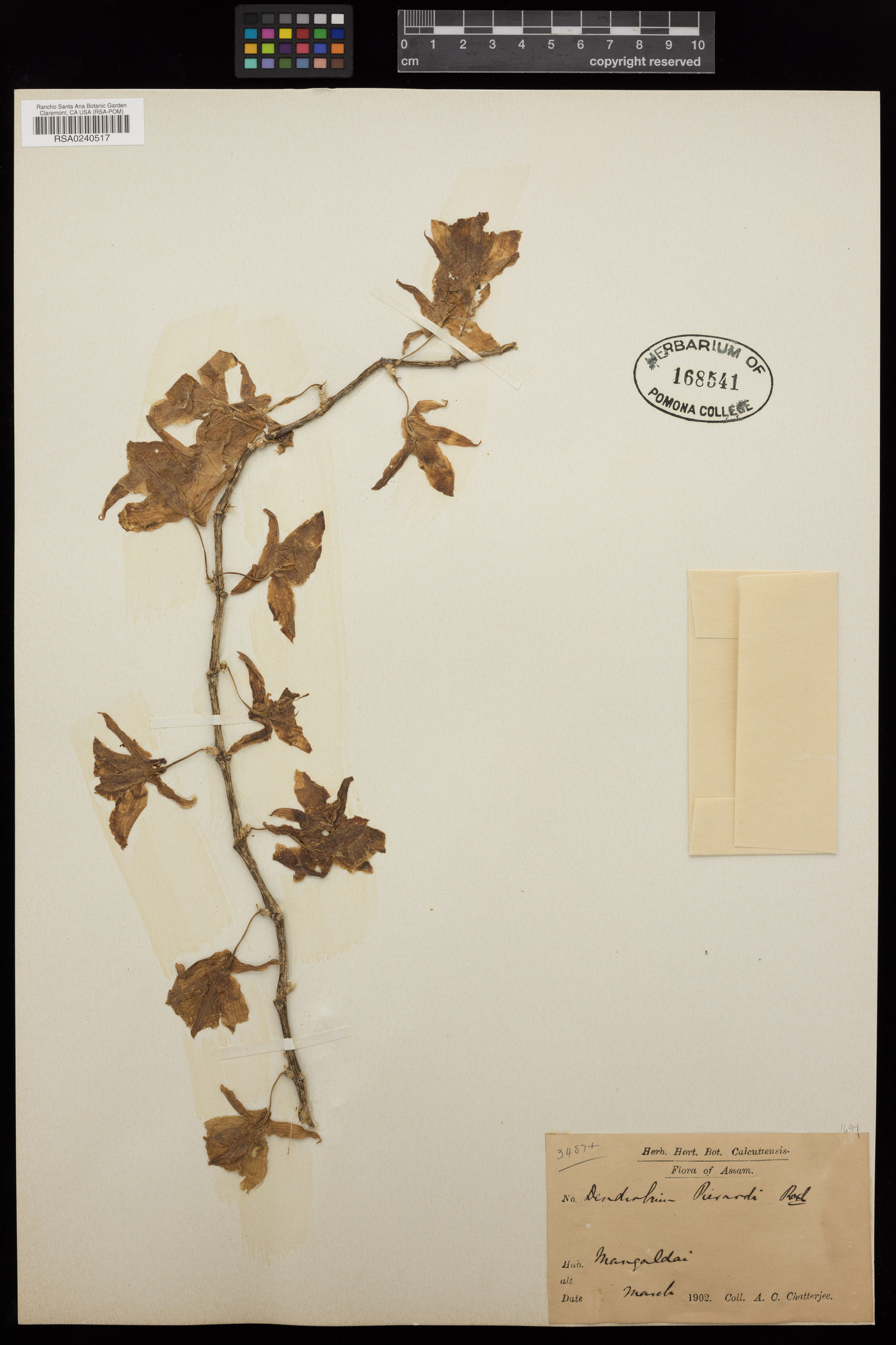 Dendrobium aphyllum image