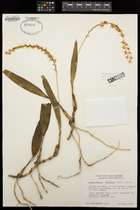 Image of Dendrochilum carnosum