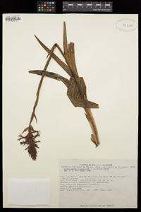 Dichromanthus cinnabarinus image
