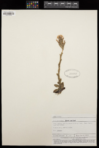 Image of Disa glandulosa