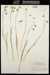 Image of Diuris laxiflora
