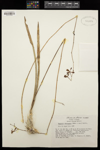 Image of Encyclia adenocarpa