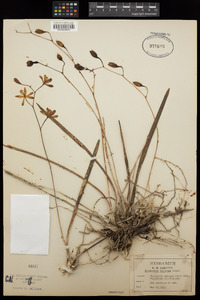 Image of Encyclia tampensis