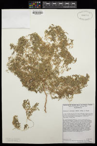 Euphorbia polycarpa image