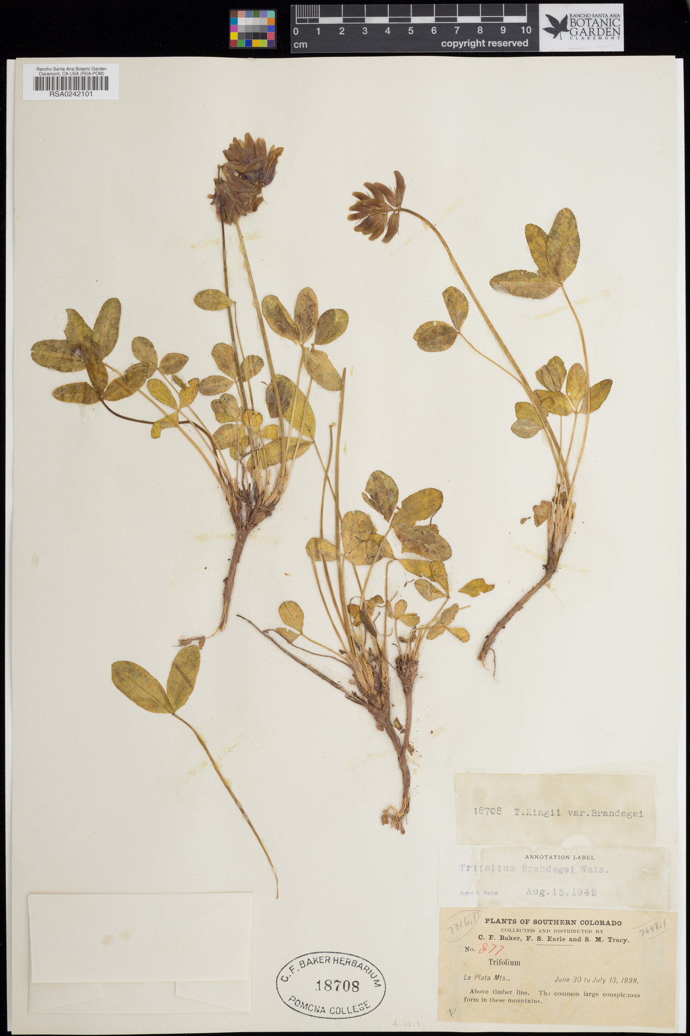 Trifolium brandegeei image