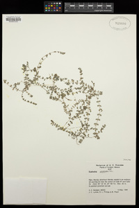 Euphorbia prostrata image