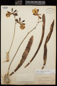 Image of Encyclia cordigera