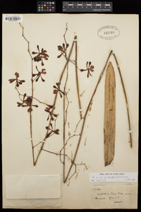 Image of Encyclia oncidioides