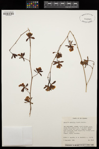 Image of Encyclia gracilis
