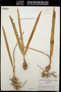 Image of Encyclia adenocaula