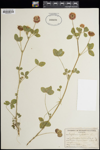 Trifolium hybridum image