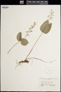 Listera banksiana image