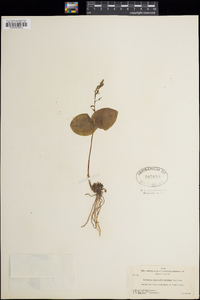 Listera convallarioides image