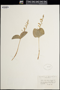 Listera convallarioides image