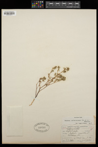 Euphorbia novomexicana image