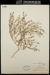 Euphorbia novomexicana image