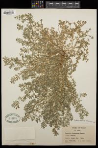 Euphorbia prostrata image