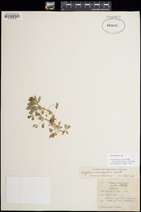 Trifolium mucronatum subsp. lacerum image