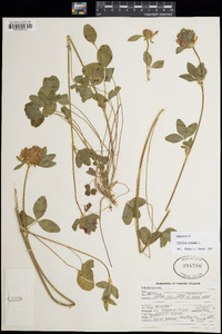 Trifolium pratense image