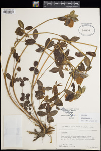 Trifolium pratense image