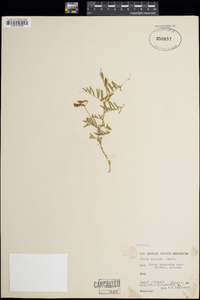 Vicia americana image