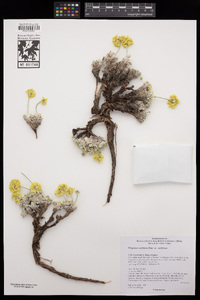 Eriogonum ovalifolium image