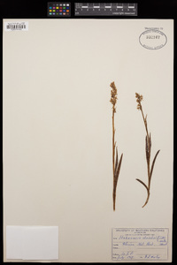 Platanthera stricta image