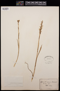 Spiranthes cernua image