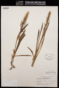 Image of Spiranthes diluvialis