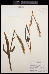 Spiranthes odorata image