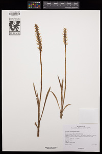 Spiranthes romanzoffiana image