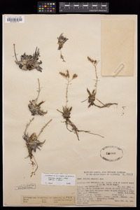 Dudleya abramsii subsp. affinis image